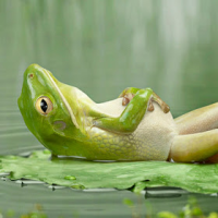Ist das Frogme?